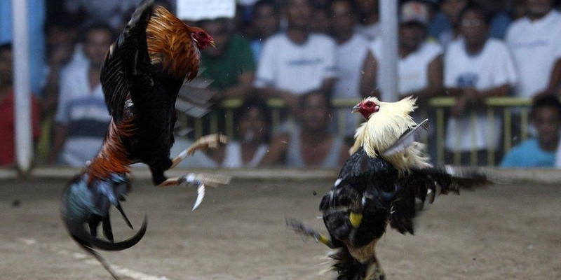 Các cửa cược đá gà FB88 mà bạn không nên bỏ lỡ