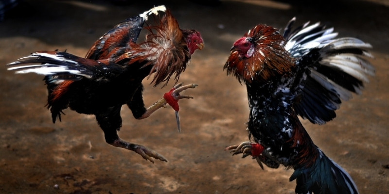 Cách làm bảng thống kê soi kèo dễ hiểu cho người mới