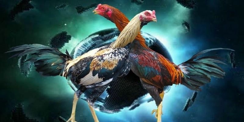 Cách nhận diện tiềm năng kê đòn độc từ sư kê