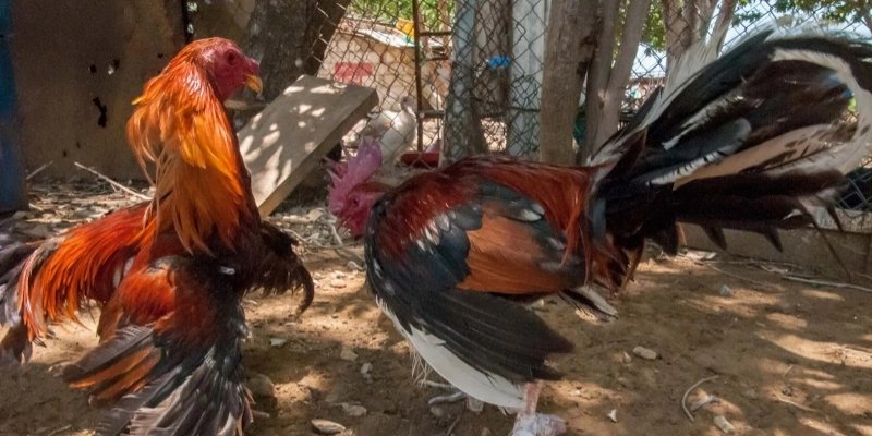 Điểm qua những thể thức thi đấu phổ biến nhất