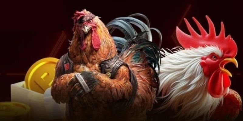 Khám phá trang đấu kê đẳng cấp chuẩn quốc tế