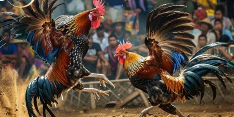 Tận hưởng chọi kê sống động theo sát mọi diễn biến