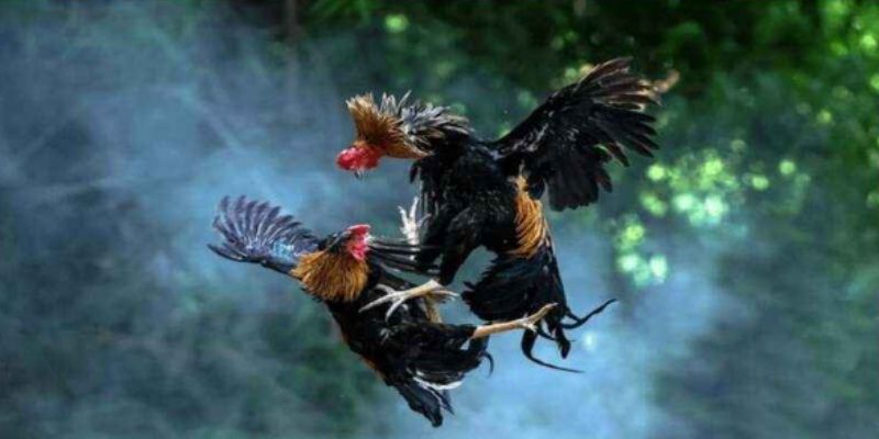 Thử sức đấu kê phong phú đẳng cấp siêu bùng nổ